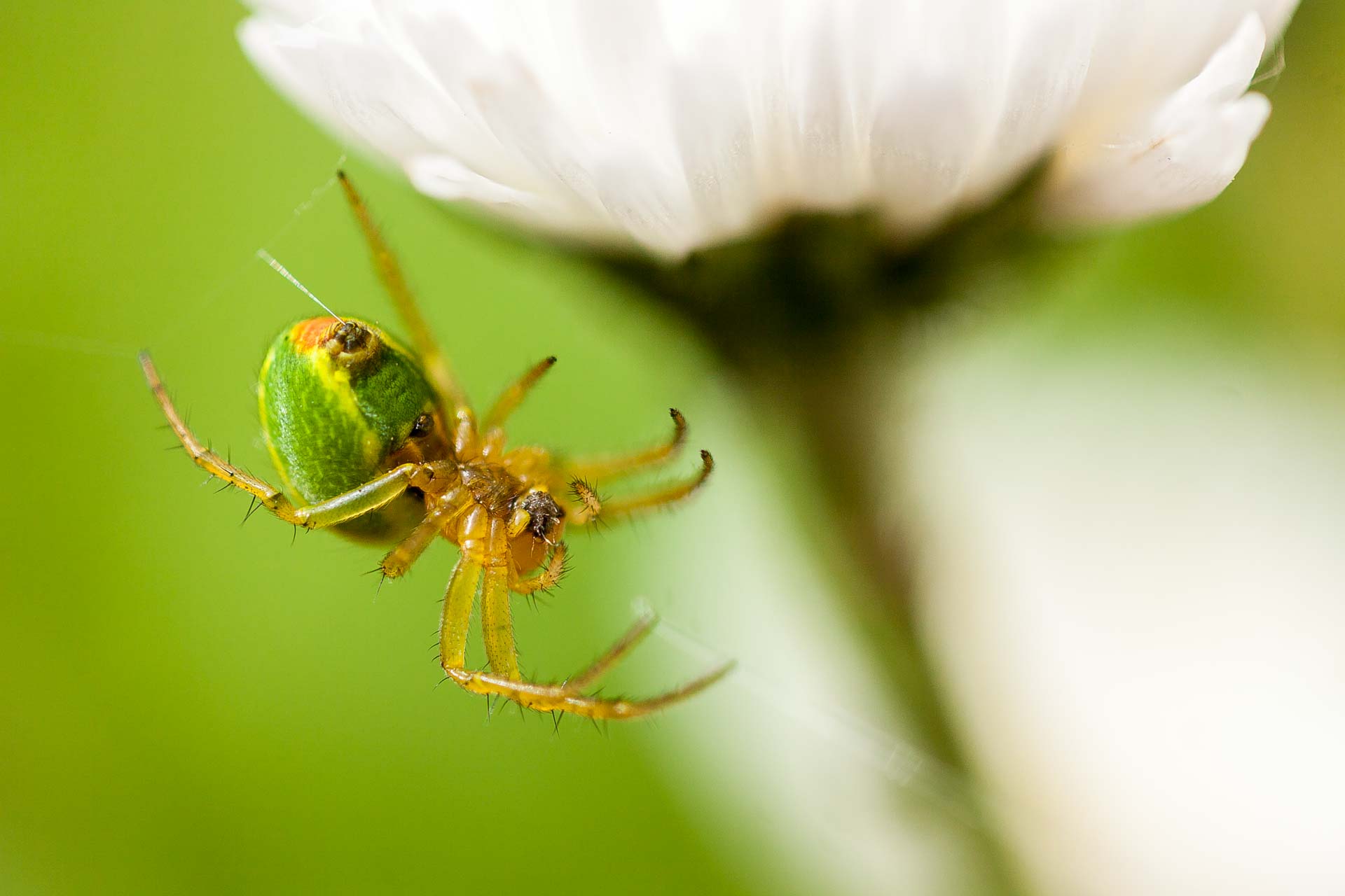Makro-Fotografie